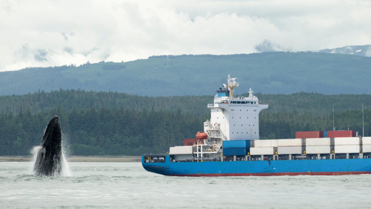 barcos hacia las ballenas