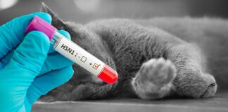 Detectan influenza aviar altamente patógena en gatos domésticos en Oregón h5n1