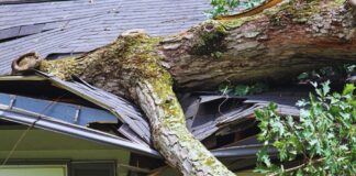 Suspensión de alertas meteorológicas en español: un riesgo para comunidades vulnerables Arbol