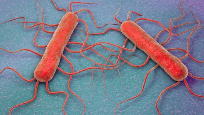 Canva-Ilustración microscópica de la Listeria monocytogenes, bacteria responsable del brote que provocó el retiro de productos listos para comer en varios estados, incluido Washington.
