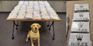 Unidad canina del condado King logra incautación de $2.6 millones en drogas Unidad K9, con la droga incautada