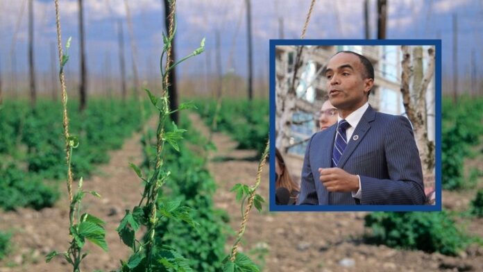 El fiscal general de Washington, Nick Brown, presentó una demanda contra Cornerstone Ranches, un productor agrícola del Valle de Yakima, por presunta discriminación laboral. La empresa cultiva, entre otros productos, lúpulo, ingrediente clave en la industria cervecera. Campo de lúpulo en el estado de Washington con una imagen insertada del fiscal general del estado, Nick Brown, en una conferencia de prensa.
