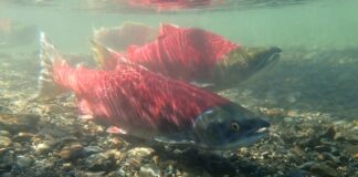 Trump retira acuerdo clave para el salmón en el río Columbia Sockeye Salmon