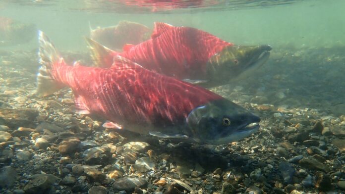 Sockeye Salmon