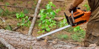 Demanda millonaria por tala ilegal de árboles en Issaquah