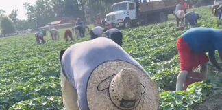 Trump revierte exenciones para redadas migratorias en granjas, hoteles y restaurantes Campesino recogiendo pepinos en granja agrícola de Estados Unidos