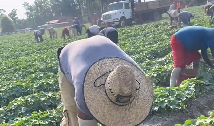 Campesino recogiendo pepinos en granja agrícola de Estados Unidos