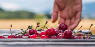 Productores de cerezas en Washington enfrentan escasez de mano de obra por temor a redadas migratorias Cherry harvest