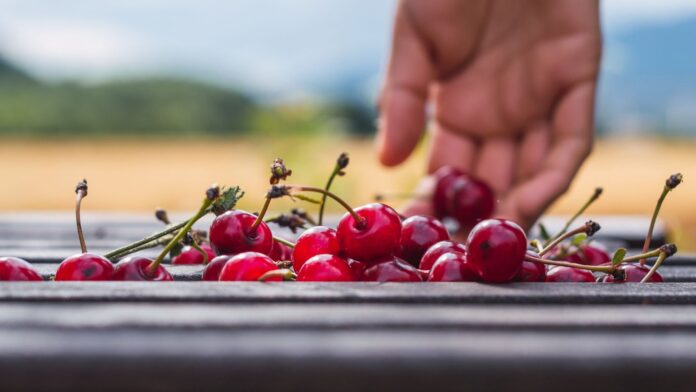 Cherry harvest
