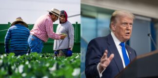 Trump: no habrá amnistía para trabajadores agrícolas migrantes Trump en un lado de la foto y Campesinos en la otra mitad
