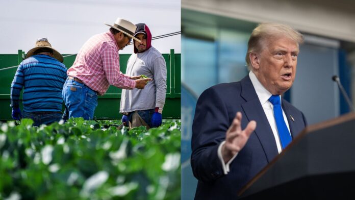 Trump en un lado de la foto y Campesinos en la otra mitad