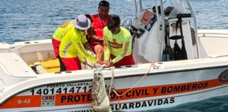 Alerta en Puerto Vallarta por la presencia de cocodrilos en áreas turísticas Foto: Momento en el que personal de protección civil y bomberos de Puerto Vallarta capturan a un cocodrilo de 3.7- Cortesía del Facebook de Protección Civil y Bomberos Puerto Vallarta