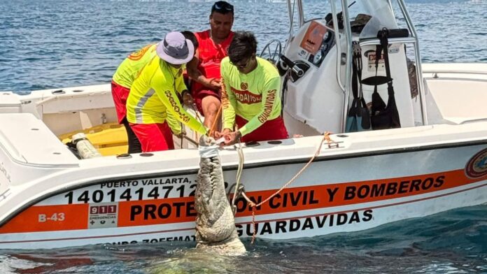 Foto: Momento en el que personal de protección civil y bomberos de Puerto Vallarta capturan a un cocodrilo de 3.7- Cortesía del Facebook de Protección Civil y Bomberos Puerto Vallarta Foto: Momento en el que personal de protección civil y bomberos de Puerto Vallarta capturan a un cocodrilo de 3.7- Cortesía del Facebook de Protección Civil y Bomberos Puerto Vallarta