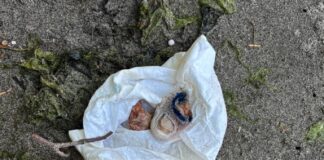 Autoridades esclarecen hallazgo de dedo humano en un parque de Federal Way El dedo del pie hallado en la playa del parque estatal Dash Point, según registros obtenidos de la Patrulla Estatal de Washington.