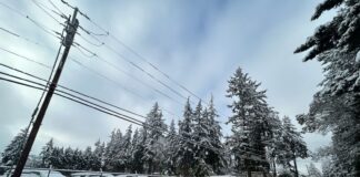 El impacto de La Niña: ¿Cómo afectará el invierno al estado de Washington? Calle con nieve en los alrededores, autos estacionados cubiertos de nieve, árboles altos con ramas nevadas y cables eléctricos visibles bajo un cielo nublado.
