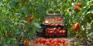 México establece precios mínimos para exportación de tomates a Estados Unidos