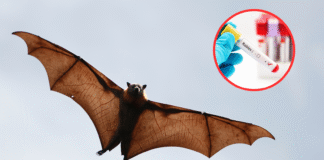 Hallan murciélago con rabia en Seattle cerca de un parque