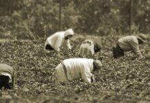 Política migratoria de Trump perjudica la mano de obra agrícola. Así lo admite su propio gobierno