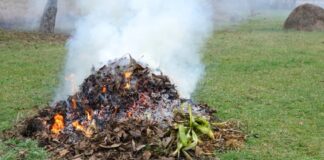 Condado Skagit levanta prohibición de quemas al aire libre Hojas de árboles siendo quemadas