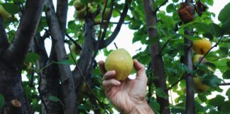 Empacadora de fruta en Wenatchee anuncia despido de más de 1.500 trabajadores