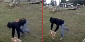 Perro rescatado en Pierce tras salir a la luz video de presunto abuso animal Foto: Capture de pantalla del video del momento en el que el hombre levanta al perro para patearlo - Cortesía de la oficina del sheriff del condado de Pierce