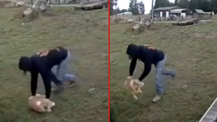 Foto: Capture de pantalla del video del momento en el que el hombre levanta al perro para patearlo - Cortesía de la oficina del sheriff del condado de Pierce Foto: Capture de pantalla del video del momento en el que el hombre levanta al perro para patearlo - Cortesía de la oficina del sheriff del condado de Pierce