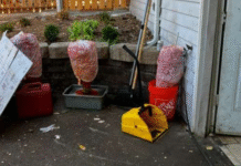 Imágenes revelan la realidad de los vendedores ambulantes sin permiso Foto: Carne almacenada a la intemperie y sin refrigeración - Cortesía del departamento de salud de Tacoma-condado de Pierce