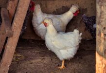 Fallece primer ser humano infectado con influenza aviar H5N5 en Grays Harbor