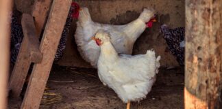 Fallece primer ser humano infectado con influenza aviar H5N5 en Grays Harbor