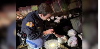 Camión vuelca y suelta cientos de pollos vivos en la autopista 5 del condado Pierce Foto: Agente verificando el estado de la aves - Cortesía del agente Kameron Watts de la patrulla estatal de Washington