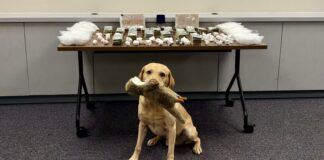 Otro operativo en el condado King incauta más narcóticos vinculados al Cártel de Sinaloa Foto: Droga y dinero incautados durante el seguimiento de la Operación Eastbound y Down - Cortesía de la oficina del Sheriff del condado King