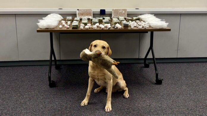 Foto: Droga y dinero incautados durante el seguimiento de la Operación Eastbound y Down - Cortesía de la oficina del Sheriff del condado King