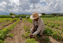 Demandan a administración Trump por recortes de pagos a trabajadores agrícolas