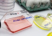 Influenza aviar detectada preliminarmente en un residente de Grays Harbor