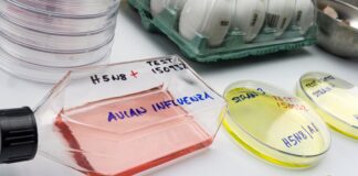 Influenza aviar detectada preliminarmente en un residente de Grays Harbor