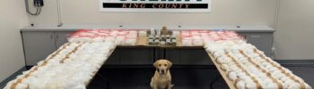 Mesa de evidencias del King County Sheriff’s Office con paquetes de metanfetamina, dinero en efectivo incautado y un perro policía durante el operativo Operation Eastbound and Down en Washington