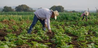 Trabajadores agrícolas de WA serán compensados tras acuerdo con empresa