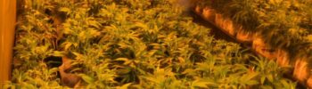Foto: Cultivo ilegal de marihuana incautado por las autoridades del condado Pierce - Cortesía de la oficina del sheriff del condado Pierce