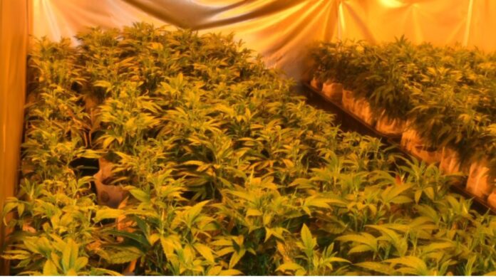 Foto: Cultivo ilegal de marihuana incautado por las autoridades del condado Pierce - Cortesía de la oficina del sheriff del condado Pierce