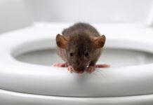 Autoridades del condado King alertan por ratas en los baños tras inundaciones