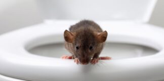 Autoridades del condado King alertan por ratas en los baños tras inundaciones