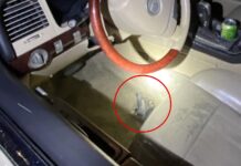 Oficial de SPD herido durante un arresto en el sur de Seattle Foto: Arma de fuego recuperado por los agentes durante el arresto de un delincuente violento en libertad condicional – Cortesía de SPD