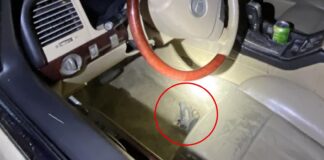 Oficial de SPD herido durante un arresto en el sur de Seattle Foto: Arma de fuego recuperado por los agentes durante el arresto de un delincuente violento en libertad condicional – Cortesía de SPD