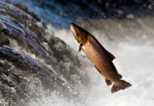 Juez respalda medidas para proteger el salmón en la cuenca del río Columbia