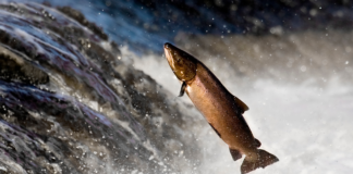 Juez respalda medidas para proteger el salmón en la cuenca del río Columbia