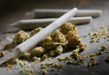 La intoxicación por cannabis altera varios tipos de memoria, según estudio