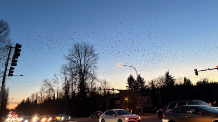 Cuervos sobrevuela la autopista Bothell-Everett Una bandada de cuervos sobrevuela la autopista Bothell-Everett – Foto cortesía de Kienan Briscoe, Lynnwood Times