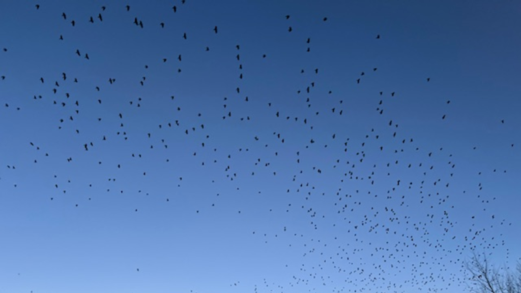 Cada noche, los cuervos invaden el cielo sobre Bothell – Foto cortesía de Kienan Briscoe, Lynnwood Times
