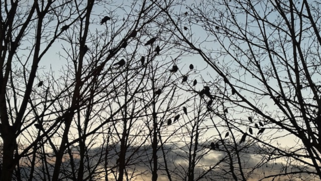 Cuervos posándose en los árboles en un humedal de Bothell – Foto cortesía de Kienan Briscoe, Lynnwood Times