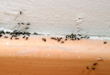 Ya casi es primavera: insectos y roedores que podrían aparecer en su hogar